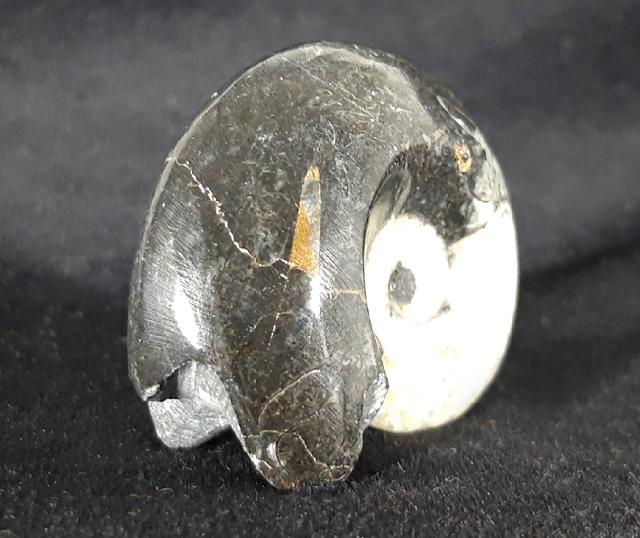 Manticoceras sp. HYATT 1884 - Bild &copy; FossNet FossilienStore